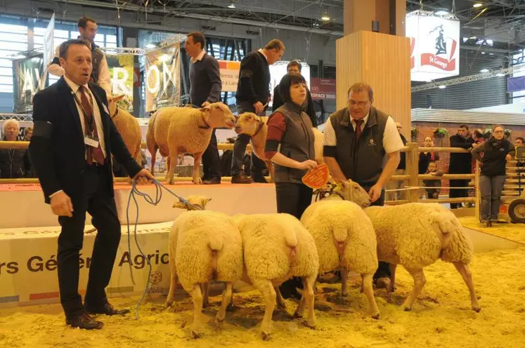 Remise des prix du concours mouton charollais