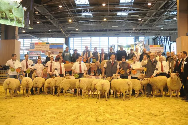 Le podium du concours mouton Charollais