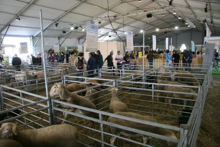 L'internalisation du Sommet de l'élevage s'est fait sentir dans le hall ovin du fait des ovinpiades des jeunes bergers ayant entraîné la visite de nombreuses délégations étrangères.