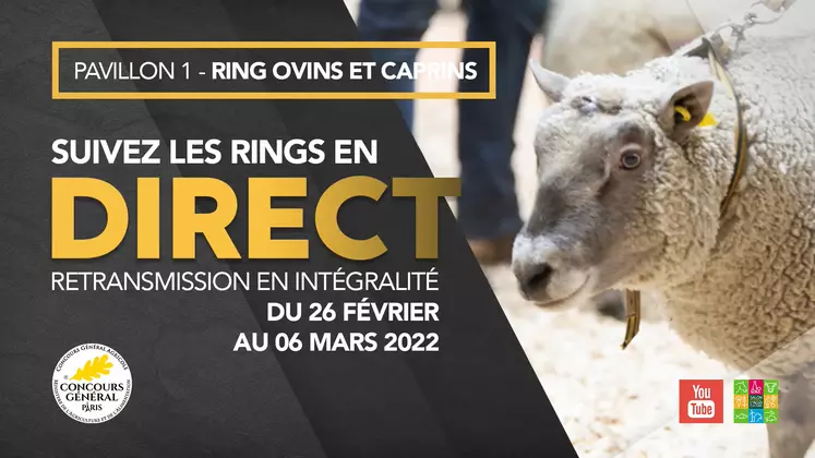 Les animations, concours et présentations du ring ovin du Salon de l'agriculture sont à suivre en direct puis en replay sur la chaîne YouTube du SIA.