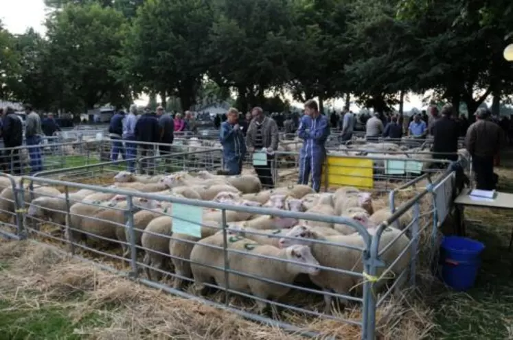 Le matin du 8 septembre se tenait la foire aux reproducteurs avec 900 béliers