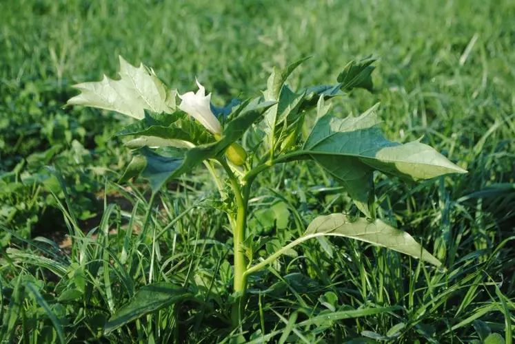 une plante toxique pour les brebis