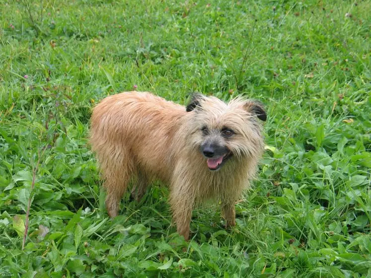 Le Berger des Pyrénées, dit aussi Labrit, est un chien endurant, capable d'initiatives.