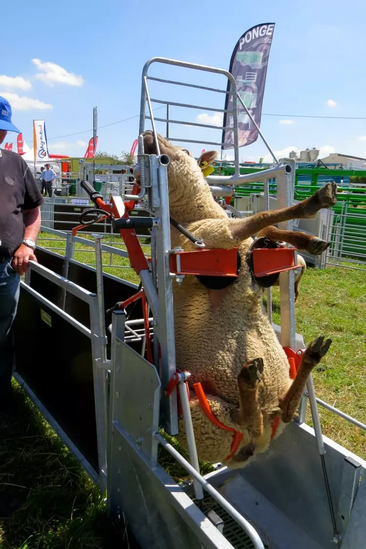 30 % des accidents des éleveurs ovins concernent les genoux.