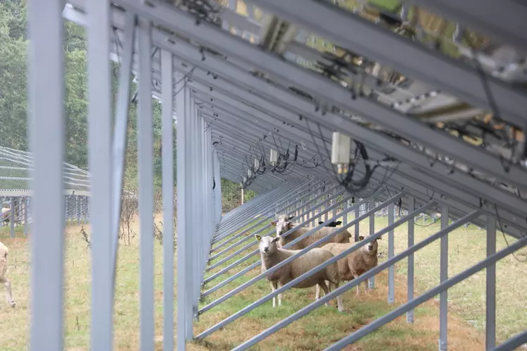 Les tables solaires fournissent un abri de qualité pour les ovins, créant un microclimat qui lisse les écarts de température entre le jour et la nuit.
