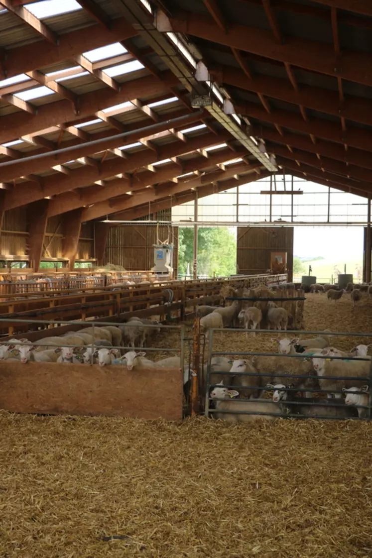 Un bâtiment dédié à la finition des agneaux permet un gain de temps de travail et une centralisation du matériel spécifique.