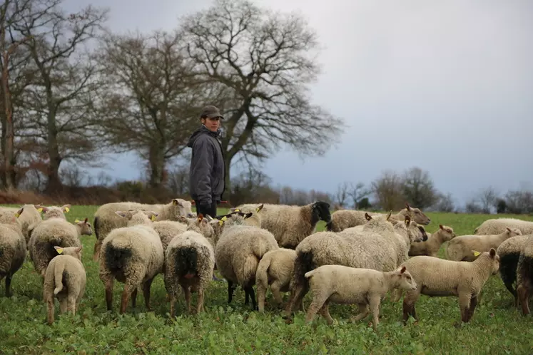 Les brebis restent toute l'année au pâturage. Ici, Aude les fait pâturer sur les résidus de colza. © B. Morel
