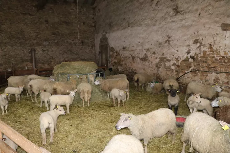 Trouvez le bon matériel pour les soins des moutons et chèvres
