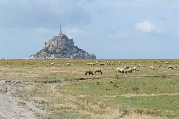 Les moutons parcourent plusieurs kilomètres par jour pour trouver leur nourriture sur les herbus. (en option)(DH : plutôt une photo avec le Mont-Saint-Michel) © DR