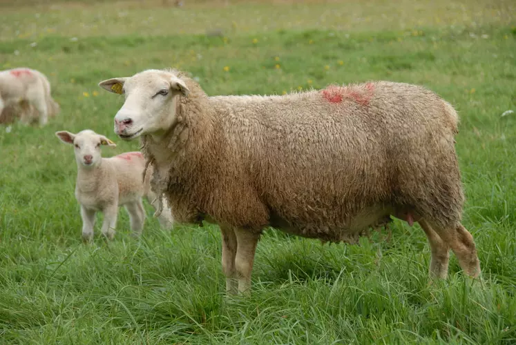 La résistance génétique aux parasites peut être utilisée en sélection puisqu’elle est mesurable par le comptage d’œufs dans les fèces, héritable et génétiquement peu ou pas corrélée aux autres critères en sélection. © J. Diependaele