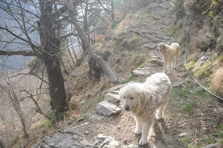 2000 chiens de protection ont été mis en place dans les Alpes, parfois dans des situations d’urgence.  © A. Villette