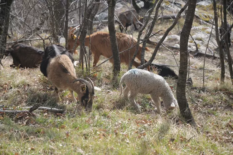 L’embroussaillement des parcours méditerranéens est favorable à la prédation, permettant au loup d’agir de façon discrète. © A. Villette