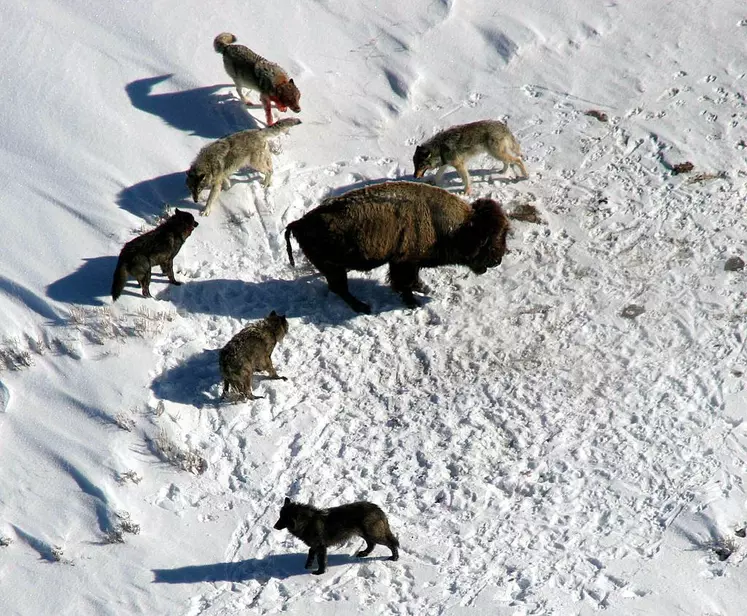 Les meutes s'intéressent d'avantage aux troupeaux domestiques au printemps, les louveteaux étant encore trop jeunes pour suivre les ongulés sauvages qui repartent en altitude. © Pixabay