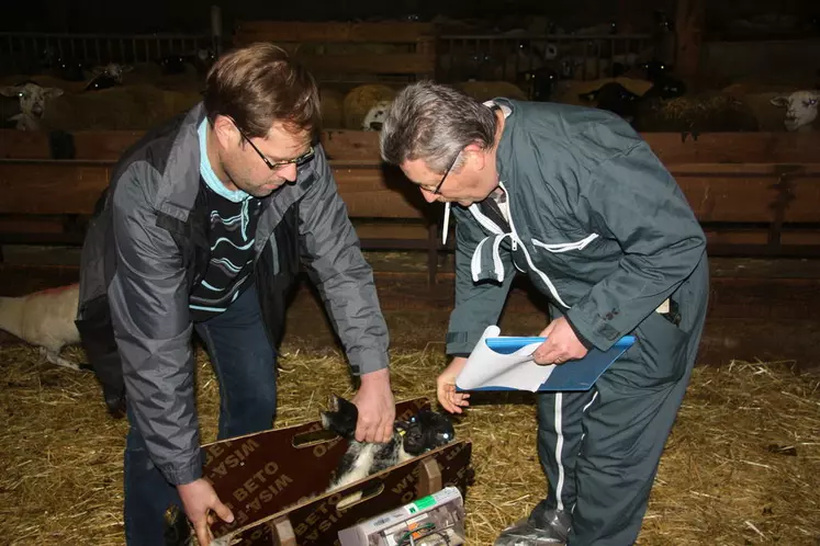 Ludovic Rambaud (à droite) et Philippe Allaix pèsent les agneaux dans le cadre du contrôle de performance. © D. Hardy