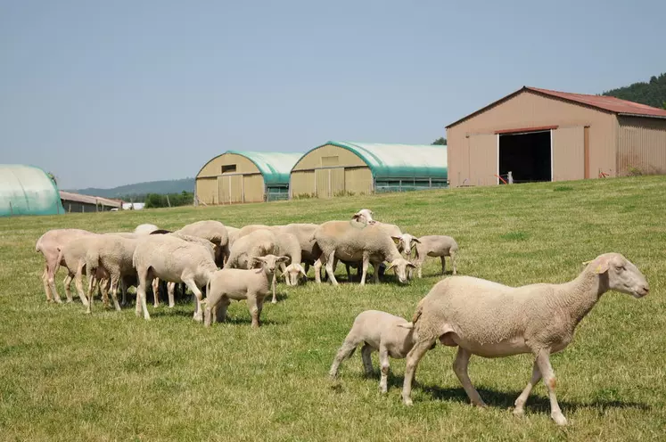 La production d’agneaux d’herbe est possible avec des béliers sélectionnés en bergerie, surtout en privilégiant la vitesse de croissance et la conformation. © L. Geffroy