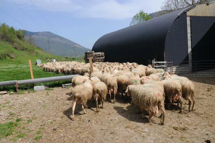 Avec plus de 20 000 brebis contrôlées, la race Basco-Béarnaise produit 193 litres en 151 jours.  © L. Geffroy