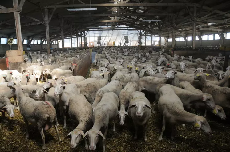 La Lacaune sont la première race ovine à se lancer dans la sélection génomique © A. Villette