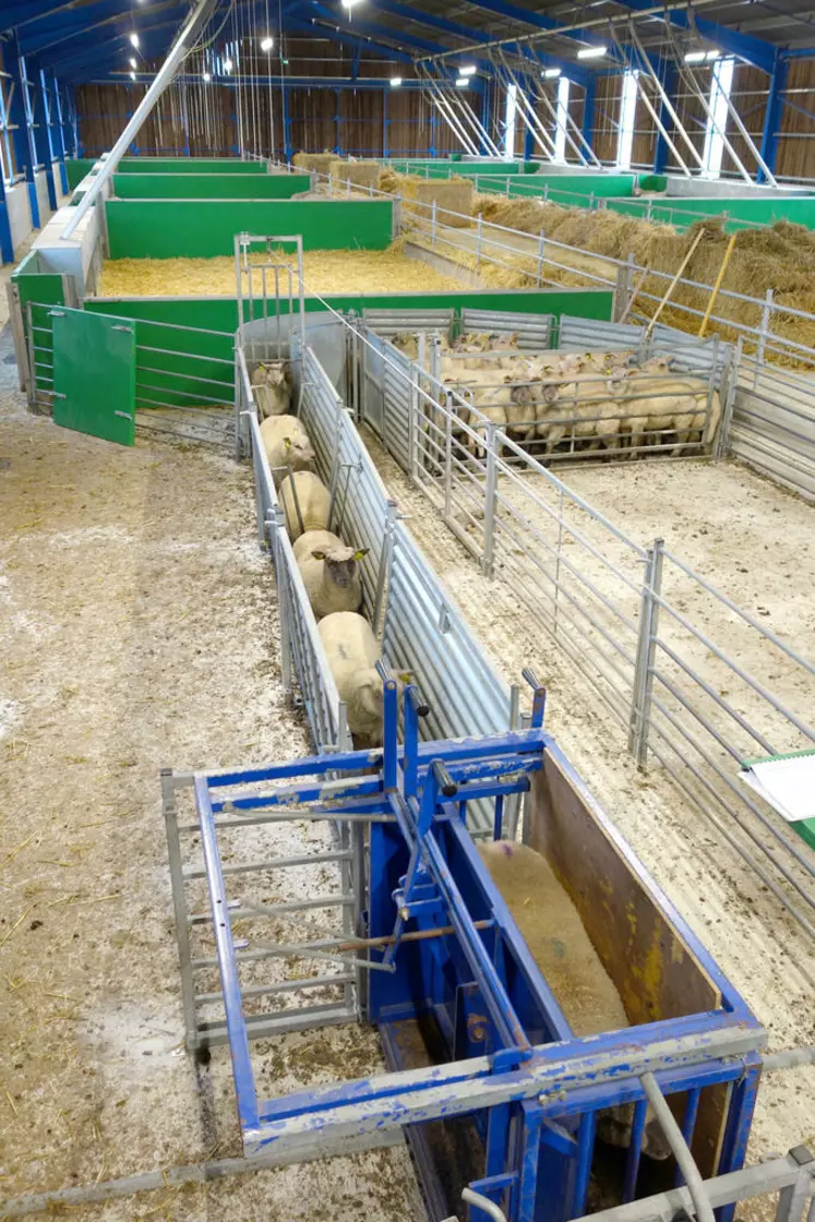 Ce bâtiment, conçu pour l’engraissement, facilite la circulation des agneaux vers la zone réservée à la pesée.  © A. Cheype