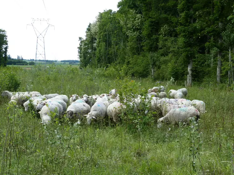 Les moutons restent un mois à un mois et demi dans la tranchée, un complément de ressource intéressant pour l'éleveur. © PNR de la forêt d'Orient
