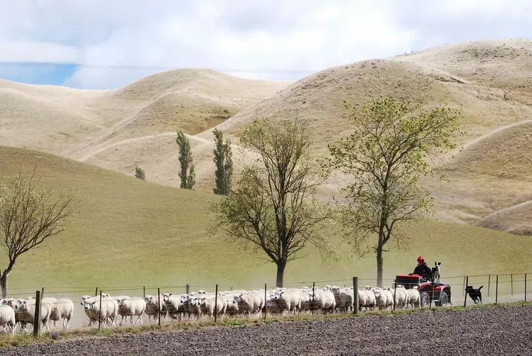 Tous les éleveurs sont équipés de quads et de chiens qui aident à la manipulation des lots. © E. Leroux