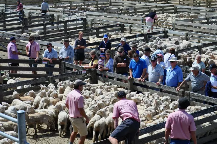 A Feilding, au Sud de l’Ile du Nord, une vente d’agneaux ou brebis maigre a lieu chaque semaine. © Flo Kreis