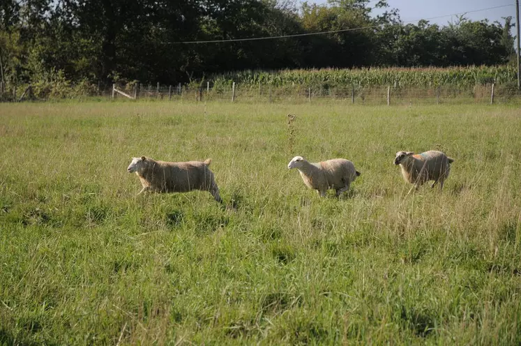 Le mode de production biologique soulève encore de nombreuses questions comme : comment finir ses agneaux à l’herbe, comment gérer le parasitisme en limitant le recours aux traitements… © A. Villette