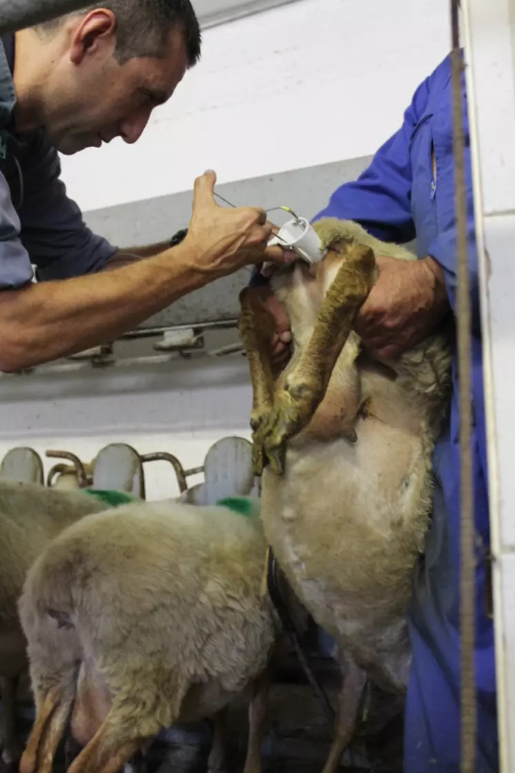 En 2014, près de 810 000 inséminations ovines ont été réalisées avec de la semence issue de béliers de 24 races. © D. Buisson