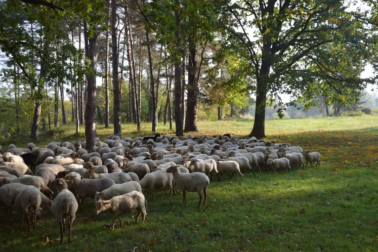 Les troupeaux ovins ont longtemps trouvé en forêt une alimentation de subsistance.  © D. Hardy