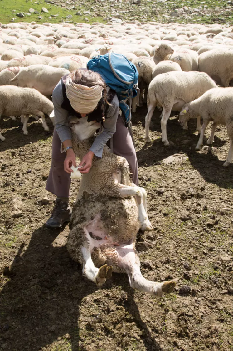 Le berger doit être capable de déceler les animaux malades et de leur apporter les premiers soins.  © R. Leconte