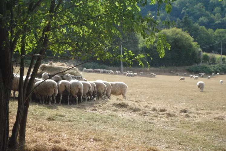 Les foins de qualité médiocre sont réservés aux brebis à faibles besoins : brebis vides, en début et milieu de gestation. © Ciirpo