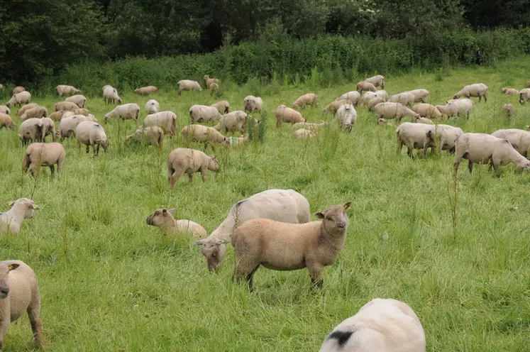 Une bonne prévention permettra d’améliorer les performances de croissance des agneaux en maîtrisant les pasteurelloses, le parasitisme et le piétin. © A. Villette