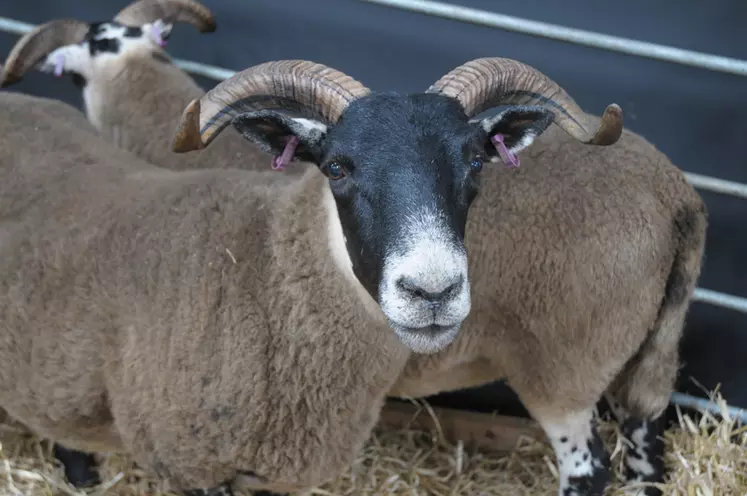 Le "blackface" écossais, une race rustique, avait son stand au côté d'autres races rustiques.  © M.-A. Batut