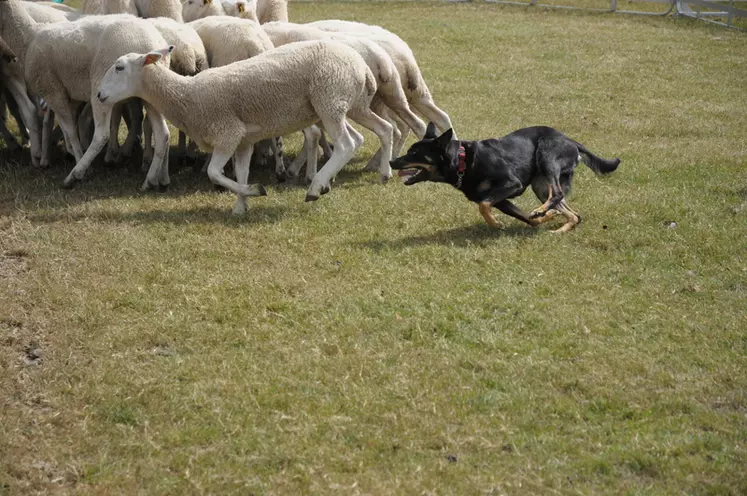 Le Kelpi, chien de troupeau d'origine australienne, était aussi en représentation. © M.-A. Batut