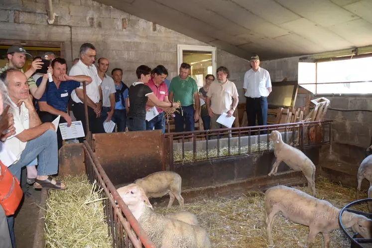Les présidents et directeurs des coopératives ovines ont pu échanger sur l’actualité de la filière tout en visitant deux élevages aveyronnais.   © D. Hardy