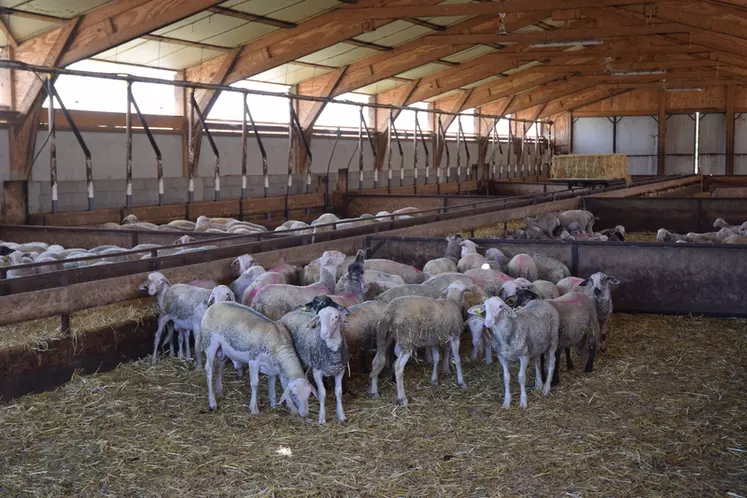 L’engraissement des agneaux est réalisé dans une bergerie de 2003 équipée d’un toit isolé et de ventilateurs. © D. Hardy