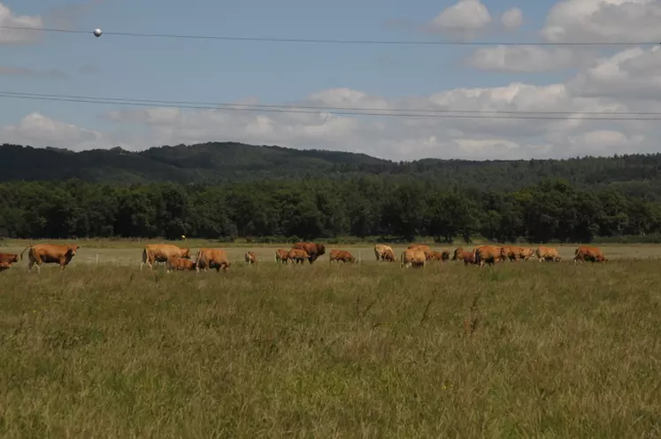 L'éleveur possède aussi un troupeau de 45 vaches allaitantes. © M.-A. Batut