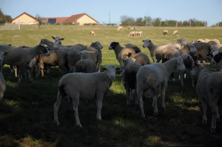 Depuis quelques années le pôle ovin s'est engagé dans la voie de l'agro-écologie. © M.-A. Batut