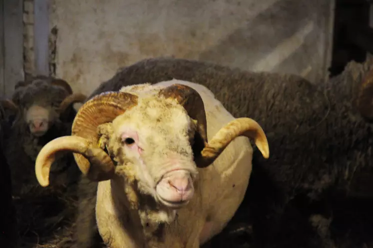 Les Mérinos de Rambouillet sont  un emblème de la bergerie. © M.-A. Batut