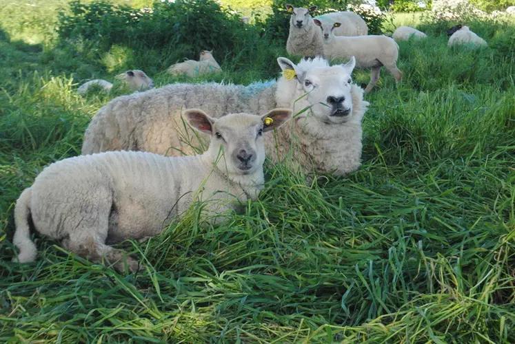 Des mères en état lors de l'agnelage peuvent apporter un gain de croissance supplémentaire de 30 g par jour. © Ciirpo