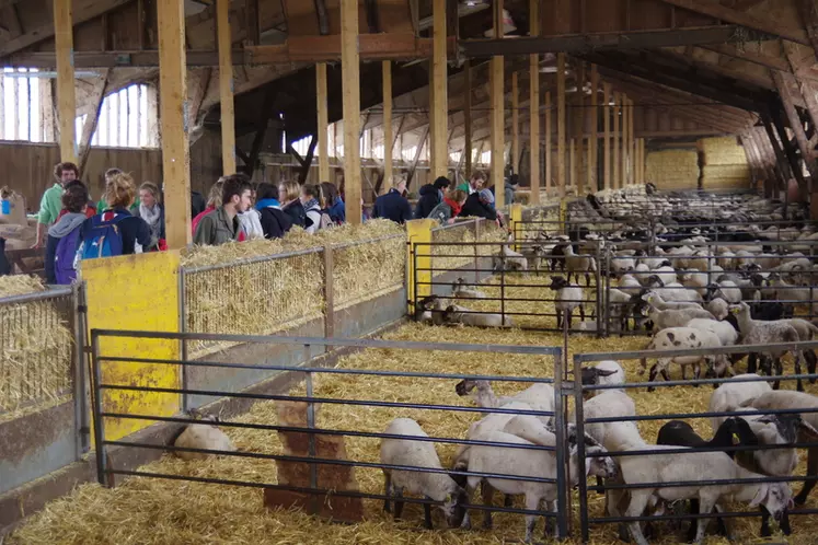 Chaque année, 1 600 brebis sont mises en lutte et leurs agneaux engraissés. © dr