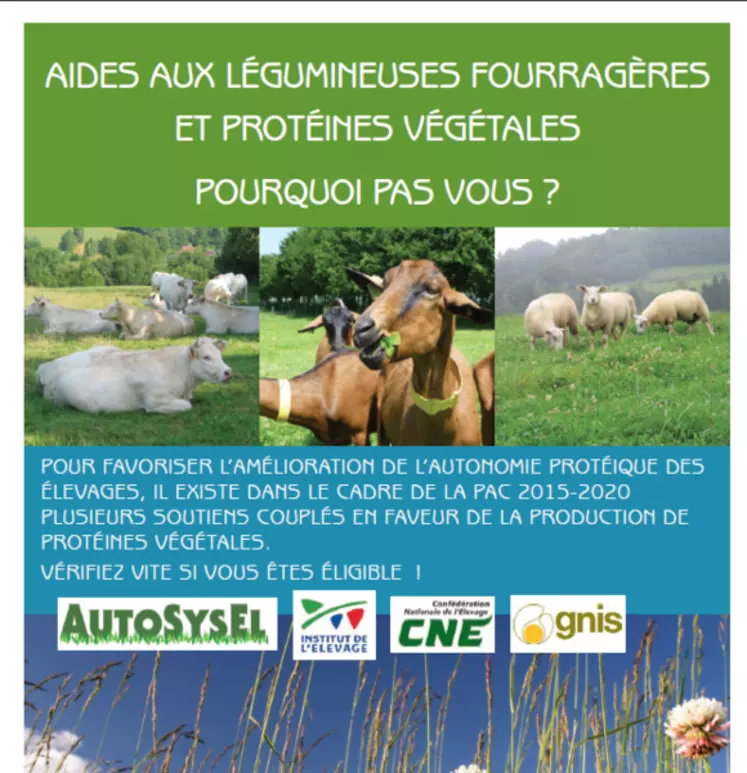 La production de protéines consommables par les ruminants permet d'augmenter l'autonomie de son élevage. © Idele