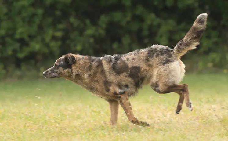 Environ la moitié des chiens berger d'Auvergne présente un pelage merle. A cause de ce pelage, on disait parfois localement que ces chiens ressemblaient àdes hyènes. © ASCBA