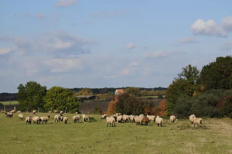 Seul le scénario Agroécologie imagine un fort accroissement du cheptel ovin allaitant du Massif central. © L. Geffroy
