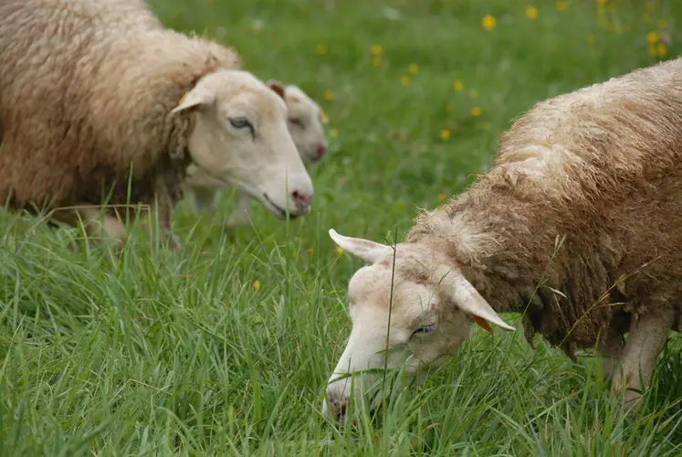 L'élevage permet de valoriser des protéines végétales non consommables par l'homme comme la cellulose de l'herbe. © DR