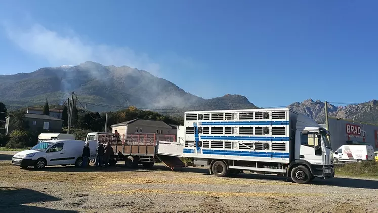 La Sardaigne achète encore un grand nombre d'agneaux de lait corse.  © N. Lacombe