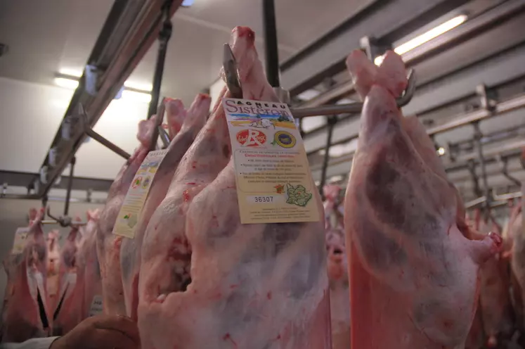 7 % des agneaux tués à Sisteron sont labellisés. © M.-A. Batut