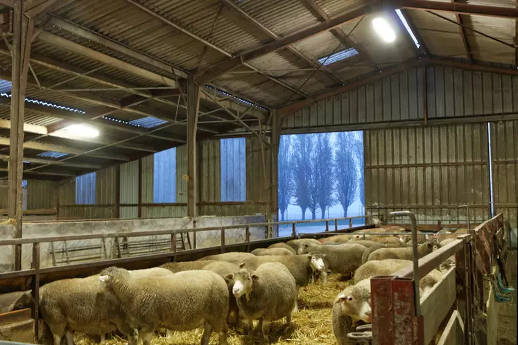 Ce bâtiment, qui a été réhabilité pour l’accueil des brebis et leurs agneaux, sera par la suite destiné au stockage du fourrage quand son successeur sortira de terre. © G. Perrin