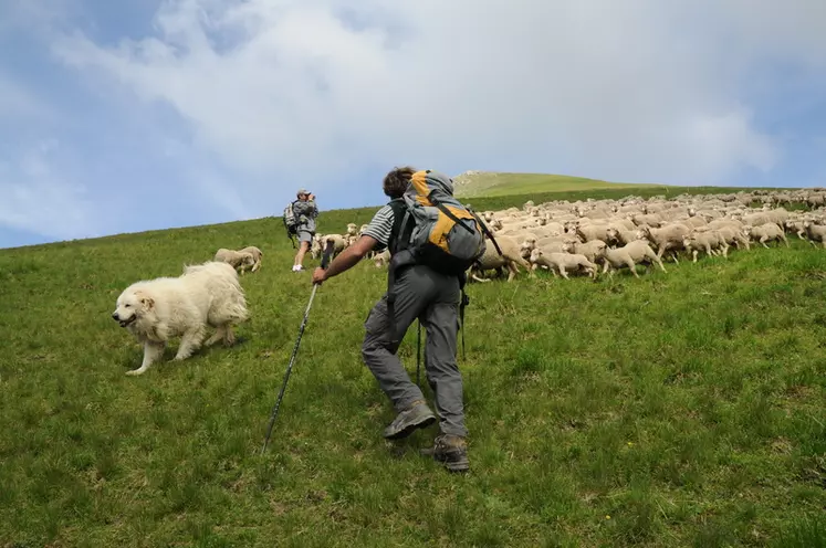 Pour la FNO, le loup est un dossier prioritaire afin de préserver l'élevage ovin en extérieur. © L. Geoffroy