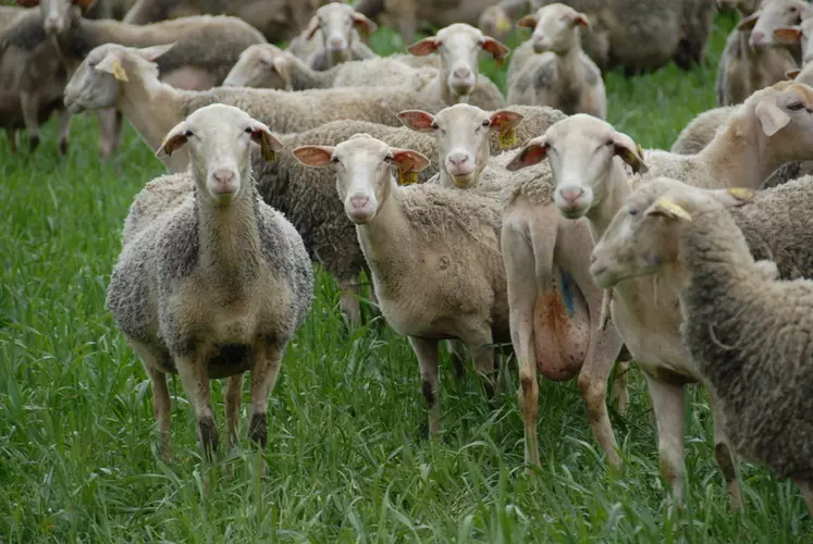 Les éleveur d'ovins laitiers de Rhône-Alpes privilégient principalement la race lacaune. © J. Diependaele