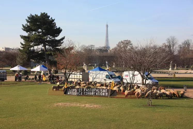 Le campement parisien dénonçait l’impossible cohabitation du pastoralisme et du loup. © D. Hardy